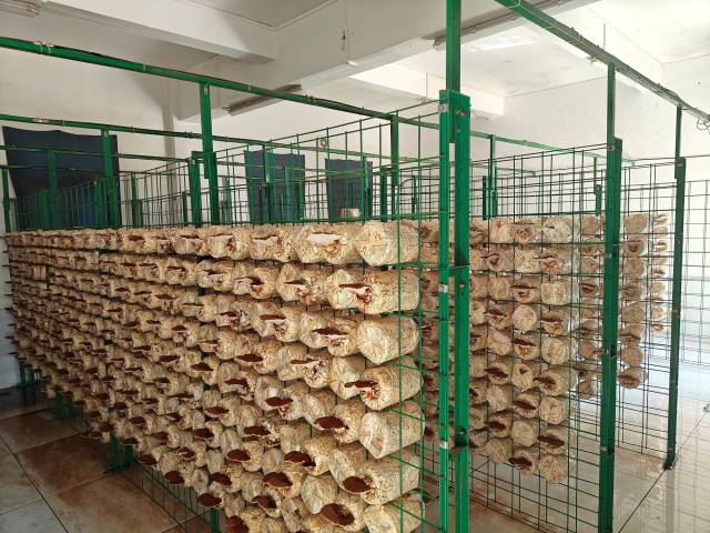 废弃的校舍被改造成灵芝培植室，绿色的铁架子上挂满了菌棒。