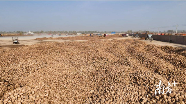 初步分拣完的甜菜。图源伽师县融媒体中心 初步分拣完的甜菜。图源伽师县融媒体中心