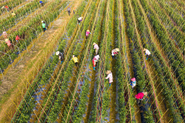 老校舍变致富车间，旧操场成夜游胜地丨驻在千镇万村㉕