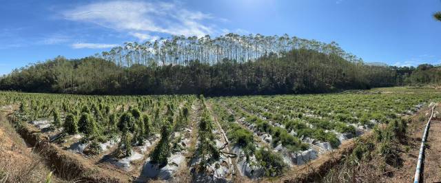 南药种植基地 南药种植基地