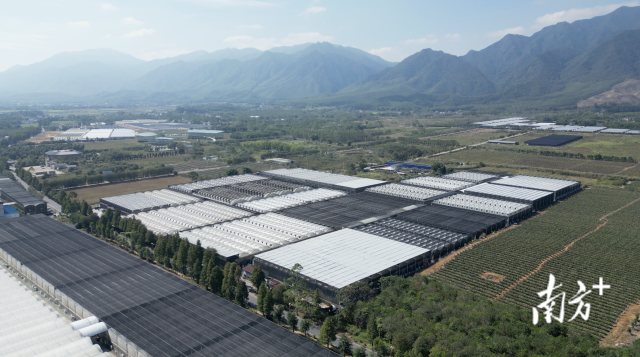 广东全美花卉有限公司现代化温室。&nbsp;&nbsp;