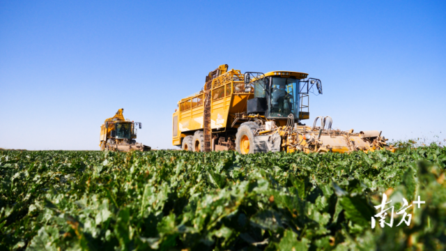 大型甜菜收割机正在作业。 大型甜菜收割机正在作业。
