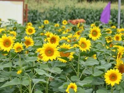 视频｜AI“新农人”上岗，深圳坪山“百千万工程”新场景+1