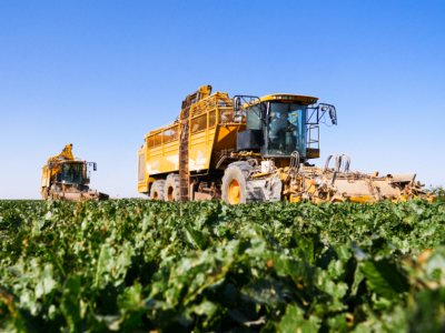 亩均收益突破2700元！疏附甜菜喜迎丰收