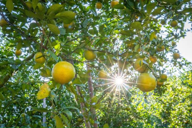 德庆贡柑成为市场抢手货。