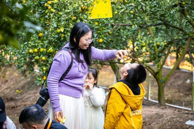 游客在贡柑园里感受采摘乐趣。