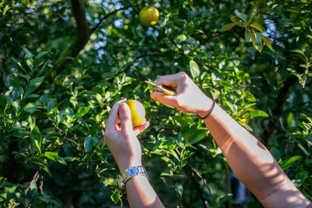 中国柑王 德庆贡柑。