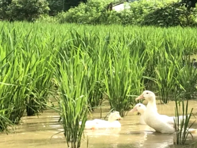 产权改革、产业强村……赤石明溪村焕发新活力 | 百千万·圳兴村