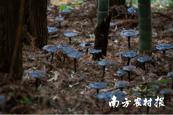 长在林间的灵芝，像一把把小伞