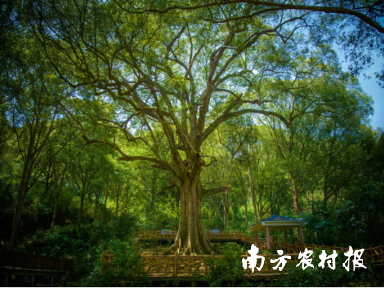 古城村红锥古树公园里的红锥王枝叶繁茂&nbsp;