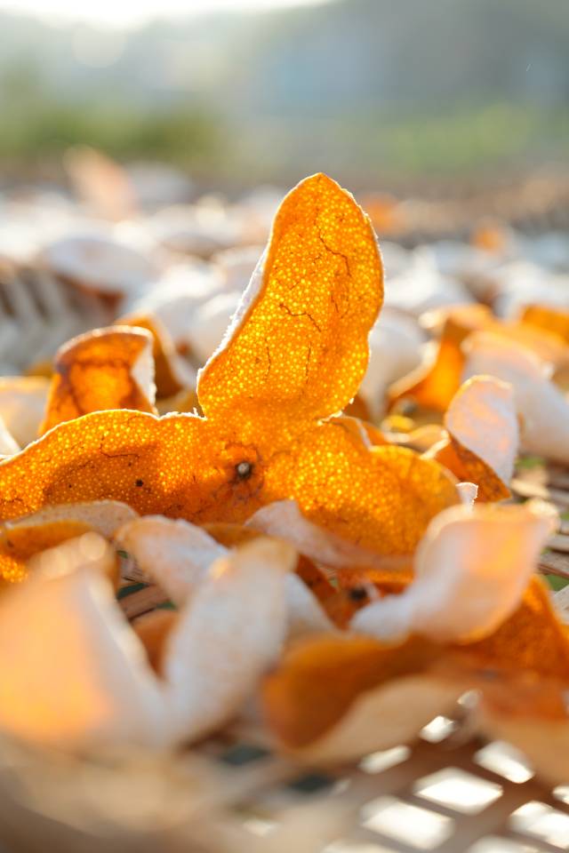 今年晒制的浦北陈皮。李卓然 摄