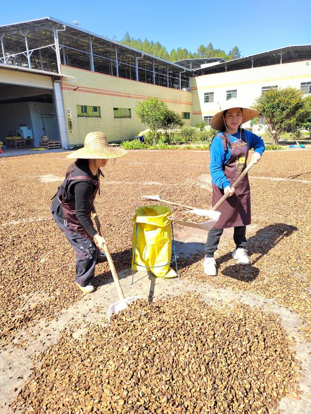 晾晒油茶籽的骆碧娜（右）。