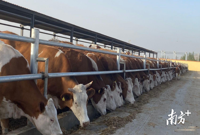 新疆叶河源果业有限公司供图 新疆叶河源果业有限公司供图