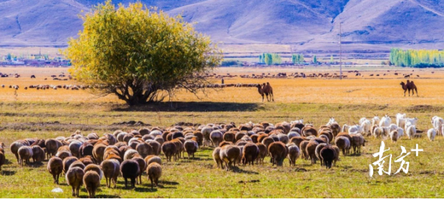 新疆叶河源果业有限公司供图 新疆叶河源果业有限公司供图