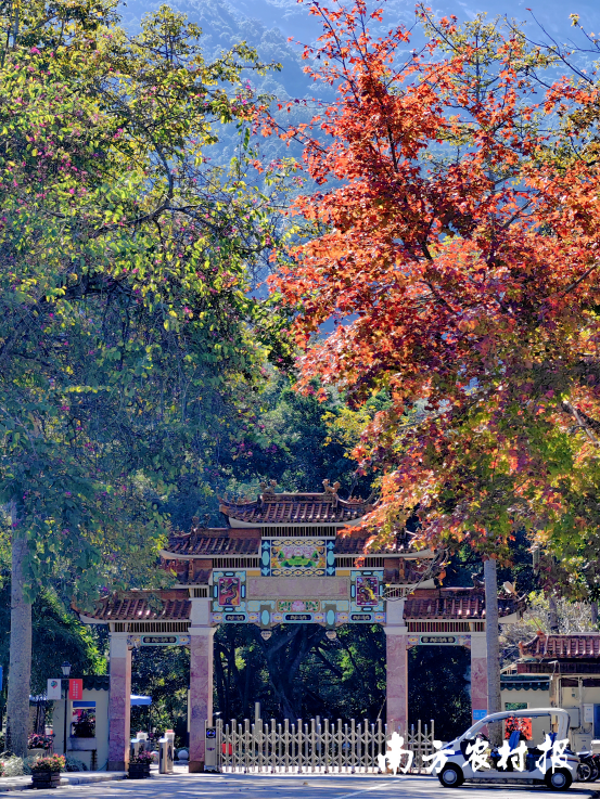 秋时已至，广州流溪河国家森林公园的树木换上红装，来林中走走令人心旷神怡