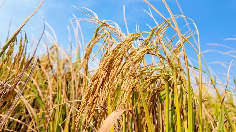 阳西掠影 | 稻花香里说丰年，绘就金色篇章