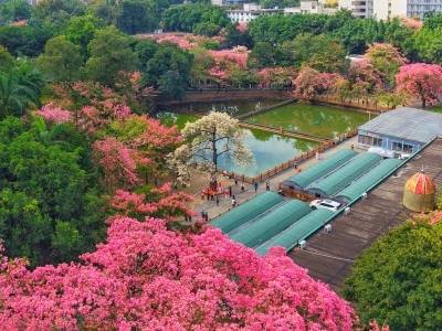 粤享暖冬！异木棉花海暴击，网友：请北方朋友看过来