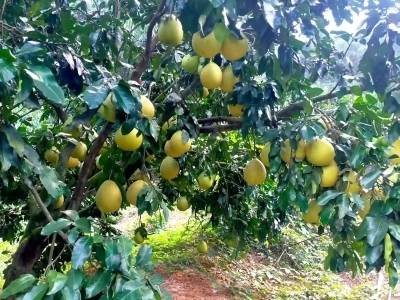 挖掘好“土特产”中的文化资源