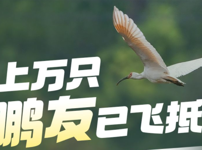 上万只“鹏友”已飞抵！深圳黄金观鸟季指南请查收