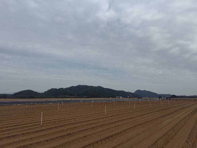 芦洲镇冬种胡萝卜基地。