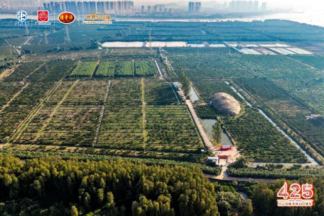 陈李济新会核心种植产区。