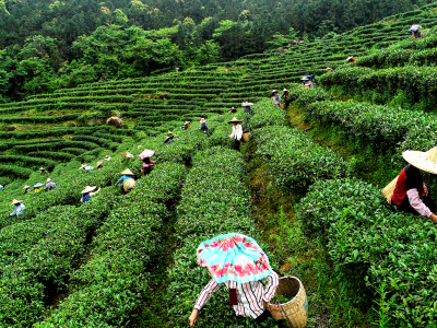 两项国家级大奖，紫金蝉茶再出圈