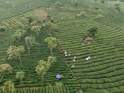 让“土特产”变“金饭碗”，科技赋能博罗“链”出六大特色产业