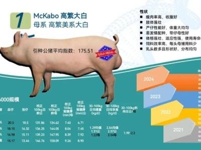 养猪产业大会见证荣耀！美加宝邀您关注2025年种猪精液大赛