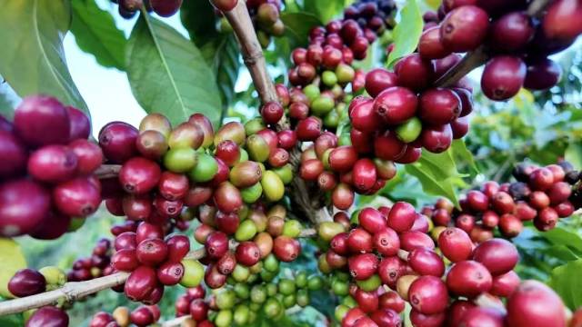 提前剧透！2025年中国国际热作产业大会看什么？