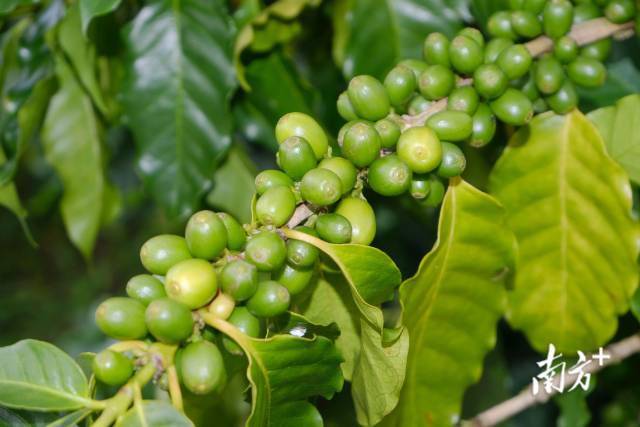 等待成熟的咖啡果。
