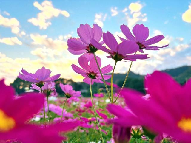 云城冬日藏“春天”，与格桑花海共赴“向往的生活”