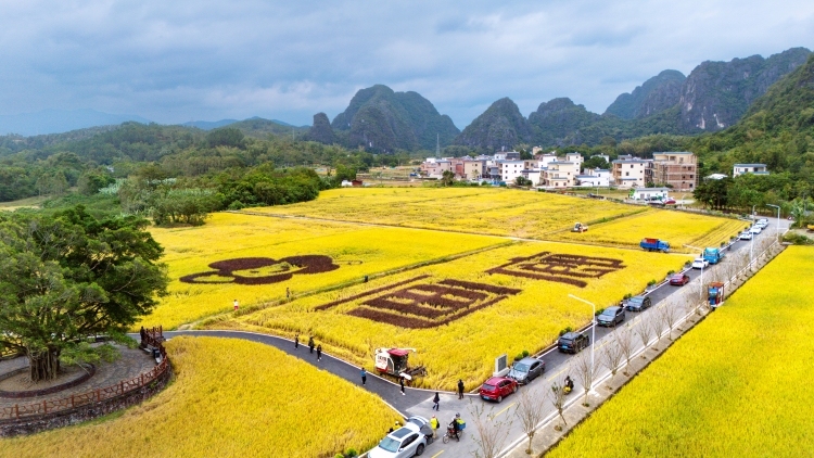 图赏丨阳春：风吹稻浪 “丰”景如画
