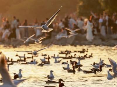 候鸟如约抵达深圳湾，冬日生态图景上线