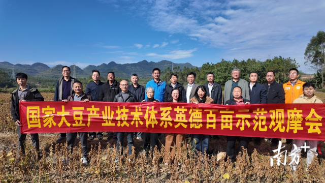 英德市沙口镇洲西村大豆测产现场。