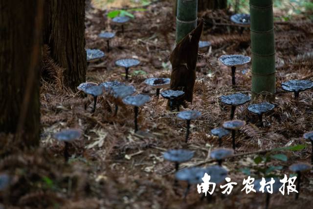 梅州平远林下种植灵芝。