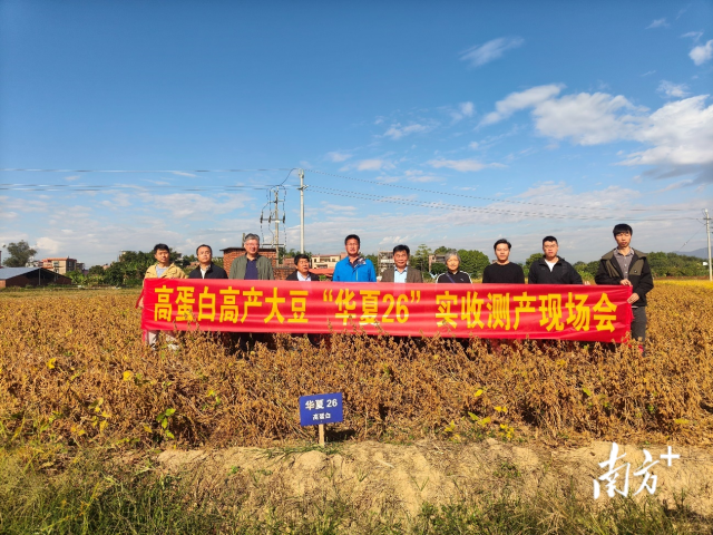 清远市清城区高附加值农业产业园试验示范基地测产现场。