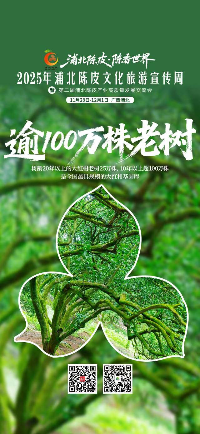 视频｜浦北陈皮，陈香世界