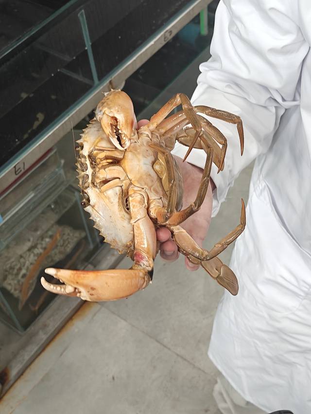 湛江湾实验室成功破解黄油蟹转化密码