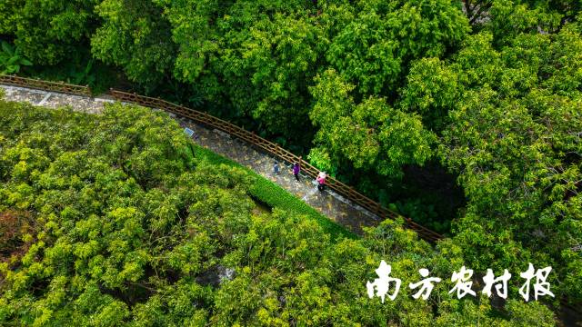 坐落于肇庆端州龙溪边全省最长水翁林古树带