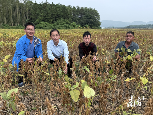 国家茶叶产业技术体系岗位科学家黎健龙在考察大豆示范基地。