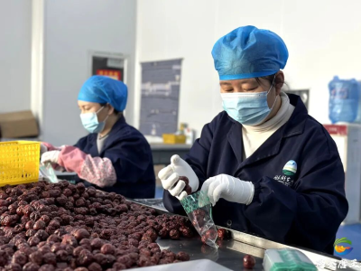 三师红枣迎加工高峰，订单涌向广东等多地市场