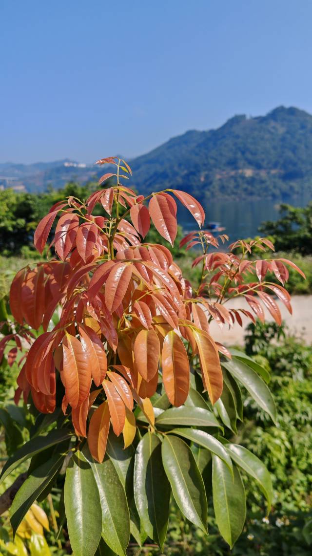 册亨县的荔枝树目前长势喜人。