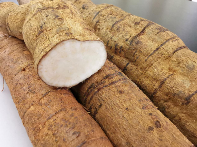 阳东牛大力“皮黄、质粉、薯大、有效成份高”(受访者供图) 阳东牛大力“皮黄、质粉、薯大、有效成份高”(受访者供图)