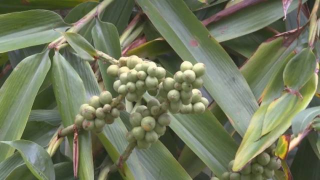 阳东是广东省最大的益智产区(受访者供图) 阳东是广东省最大的益智产区(受访者供图)