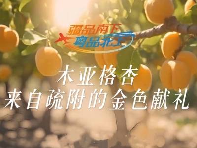 视频 | 木亚格杏，来自疏附的金色献礼