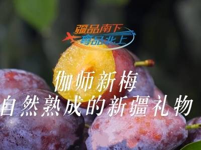 视频 | 伽师新梅，自然熟成的新疆礼物