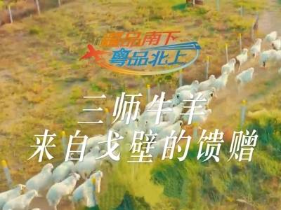 视频 | 三师牛羊，来自戈壁的馈赠