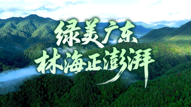 视频丨绿美广东 林海正澎湃