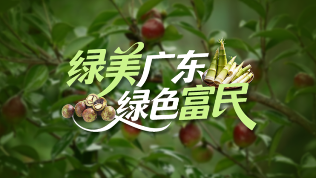 视频丨绿美广东 绿色富民