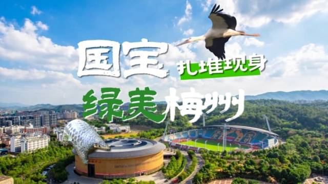 视频丨“国宝”扎堆现身绿美梅州